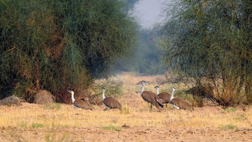 New Maldhok Bird Sanctuary